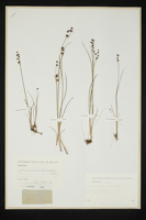 Juncus alpino-articulatus