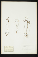 Luzula alpino-pilosa