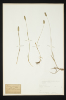 Phleum alpinum