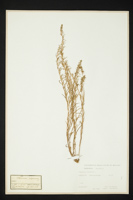 Thesium alpinum