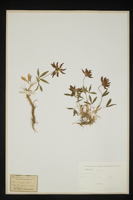 Trifolium alpinum