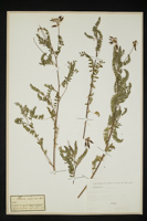 Astragalus alpinus
