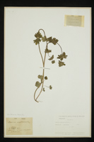 Lamium amplexicaule