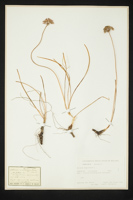 Allium angolosum