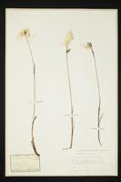 Eriophorum angustifolium