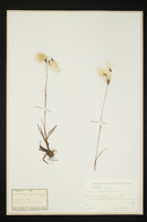 Eriophorum angustifolium