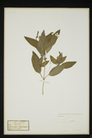 Mercurialis annua