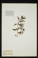 Mercurialis annua