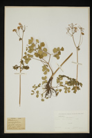 Thalictrum aquilegifolium