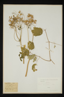 Thalictrum aquilegifolium