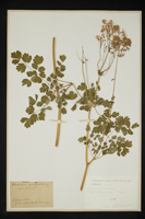 Thalictrum aquilegifolium