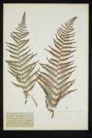 Pteridium aquilinum