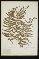 Pteridium aquilinum