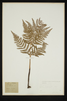 Pteridium aquilinum