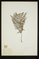 Pteridium aquilinum