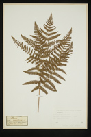 Pteridium aquilinum