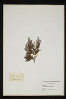 Cupressus argentea