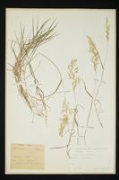 Trisetum argenteum