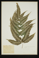 Pteris argyrea