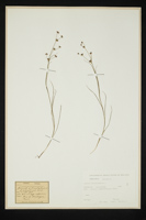 Juncus articulatus