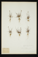 Juncus articulatus