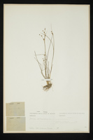 Juncus articulatus