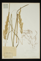 Calamagrostis arundinacea