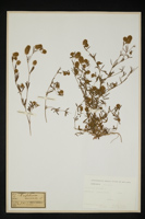 Trifolium arvense