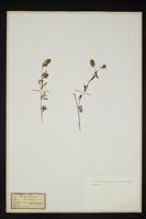 Trifolium arvense