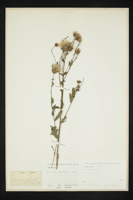 Cirsium arvense