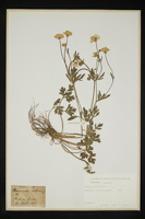 Ranunculus bulbosus