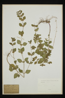 Mentha arvensis