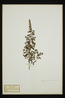 Mentha arvensis