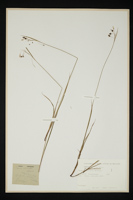 Carex atrofusca
