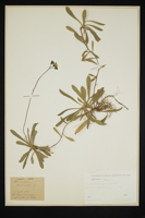 Hieracium auricola