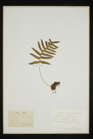 Polypodium australe