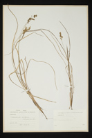 Hierochloe australis