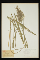 Phragmites australis