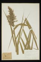 Phragmites australis