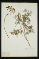 Peucedanum austriacum