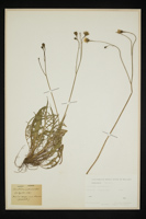 Leontodon autumnalis