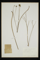 Leontodon autumnalis