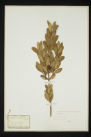 Buxus balearica