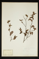 Carpinus betulus