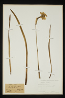 Narcissus biflorus