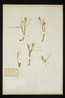 Crocus biflorus