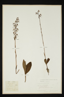 Platanthera bifolia