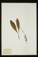 Platanthera bifolia