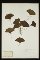 Ginkgo biloba