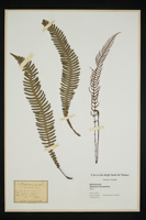 Blechnum boreale